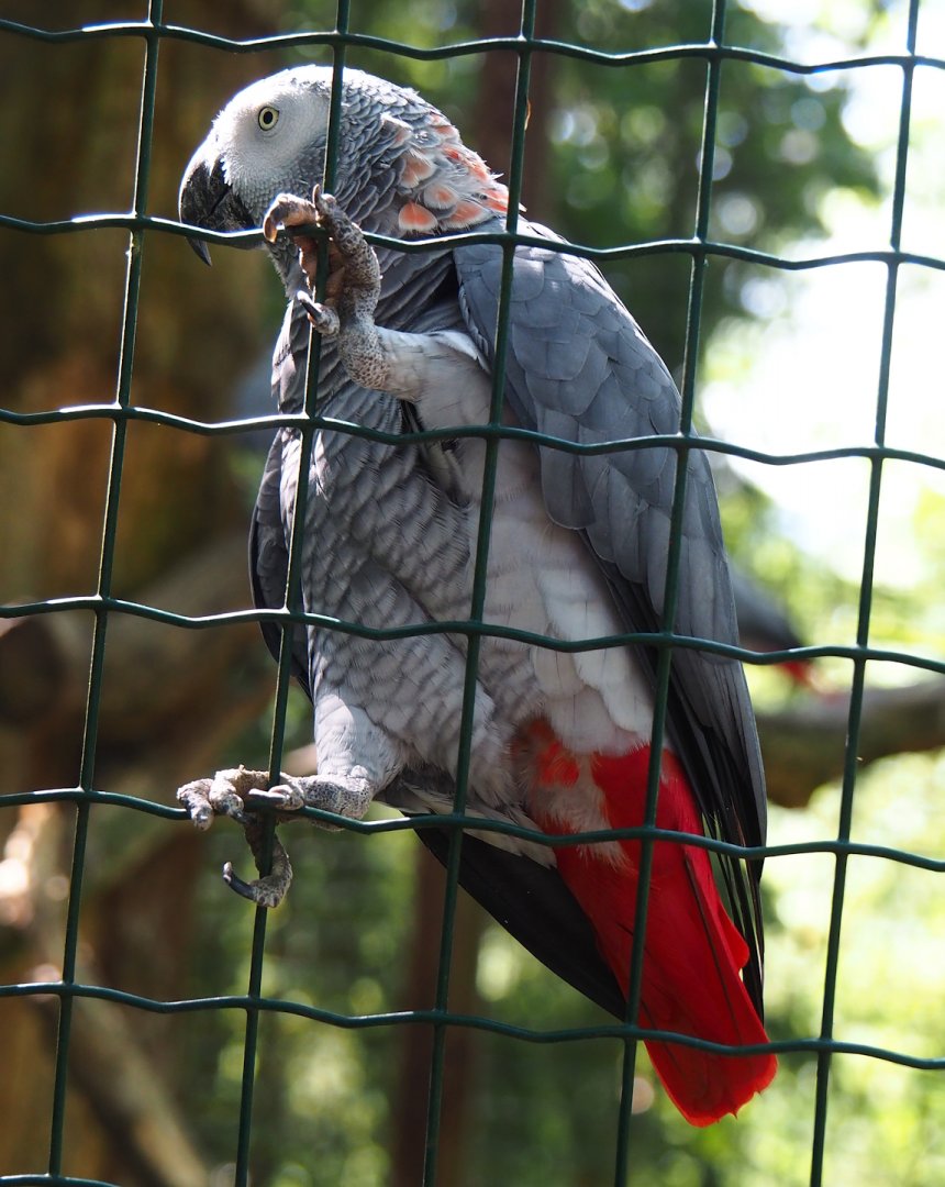 Congo African grey parrot (Psittacus erithacus), 2023-06-24