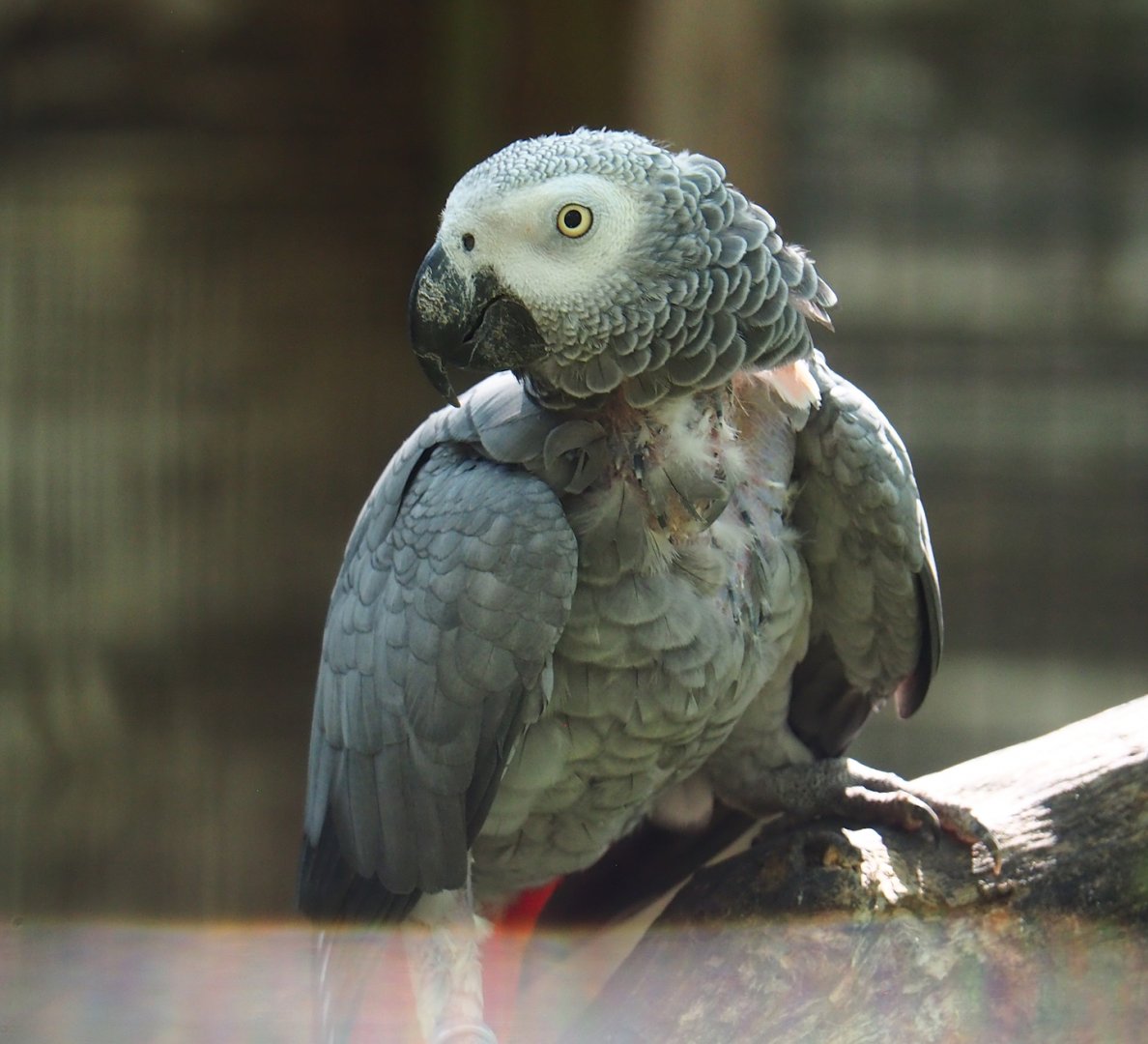 Congo African grey parrot (Psittacus erithacus), 2023-06-24