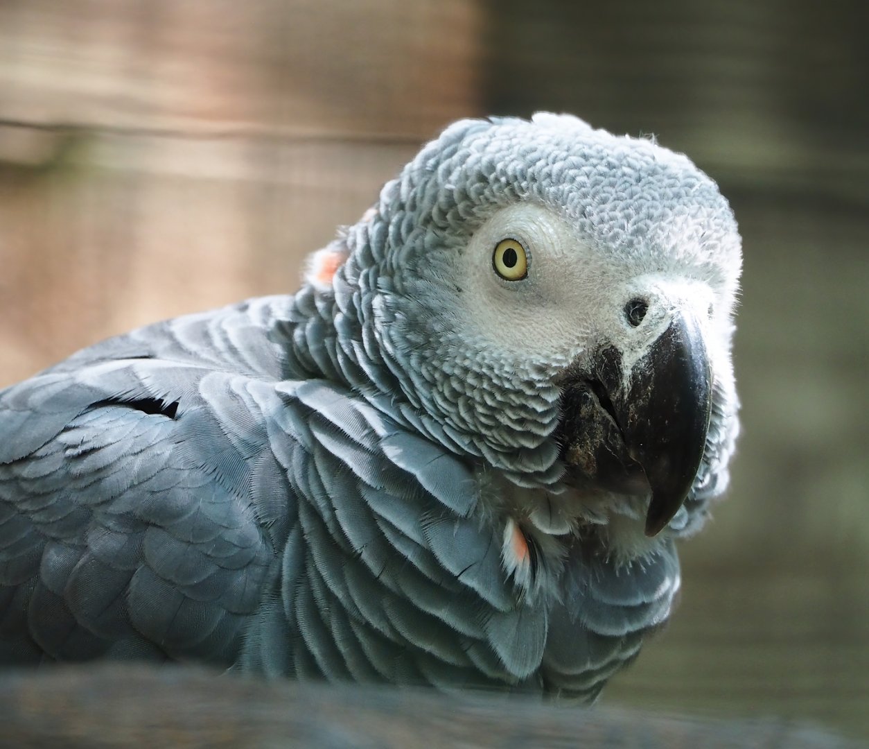 Congo African grey parrot (Psittacus erithacus), 2023-06-24