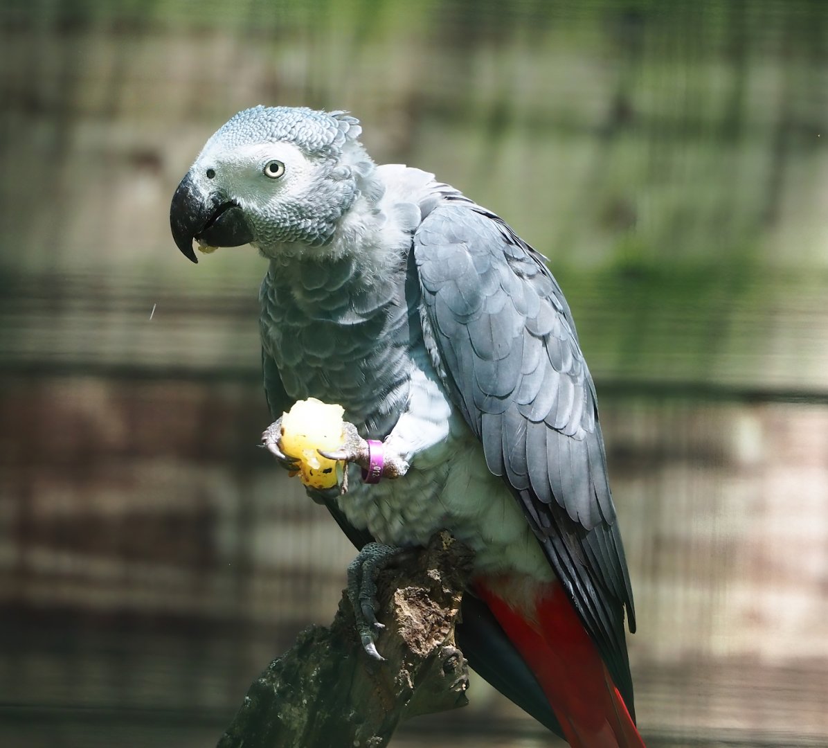 Congo African grey parrot (Psittacus erithacus), 2023-06-24