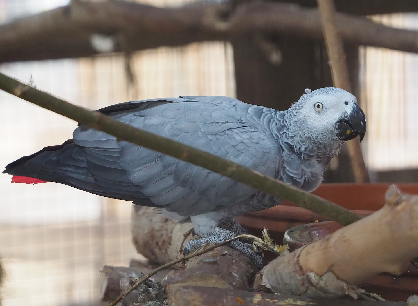 Congo African grey parrot (Psittacus erithacus), 2023-10-13