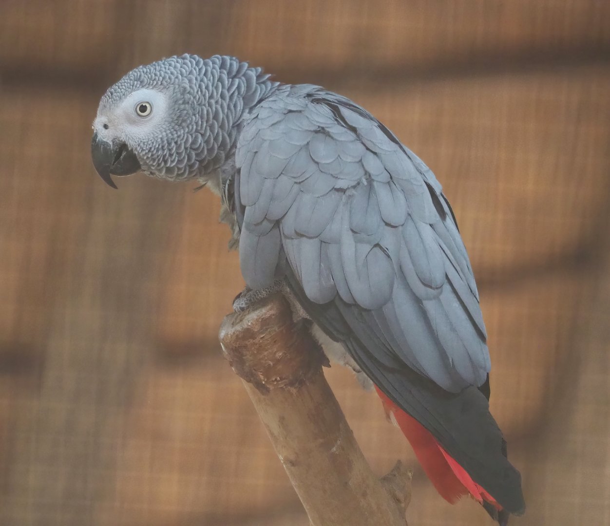Congo African grey parrot (Psittacus erithacus), 2023-10-13