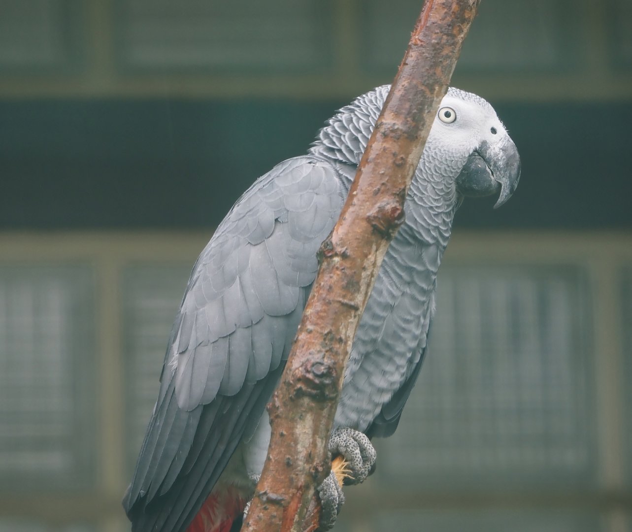 Congo African grey parrot (Psittacus erithacus), 2024-05-22