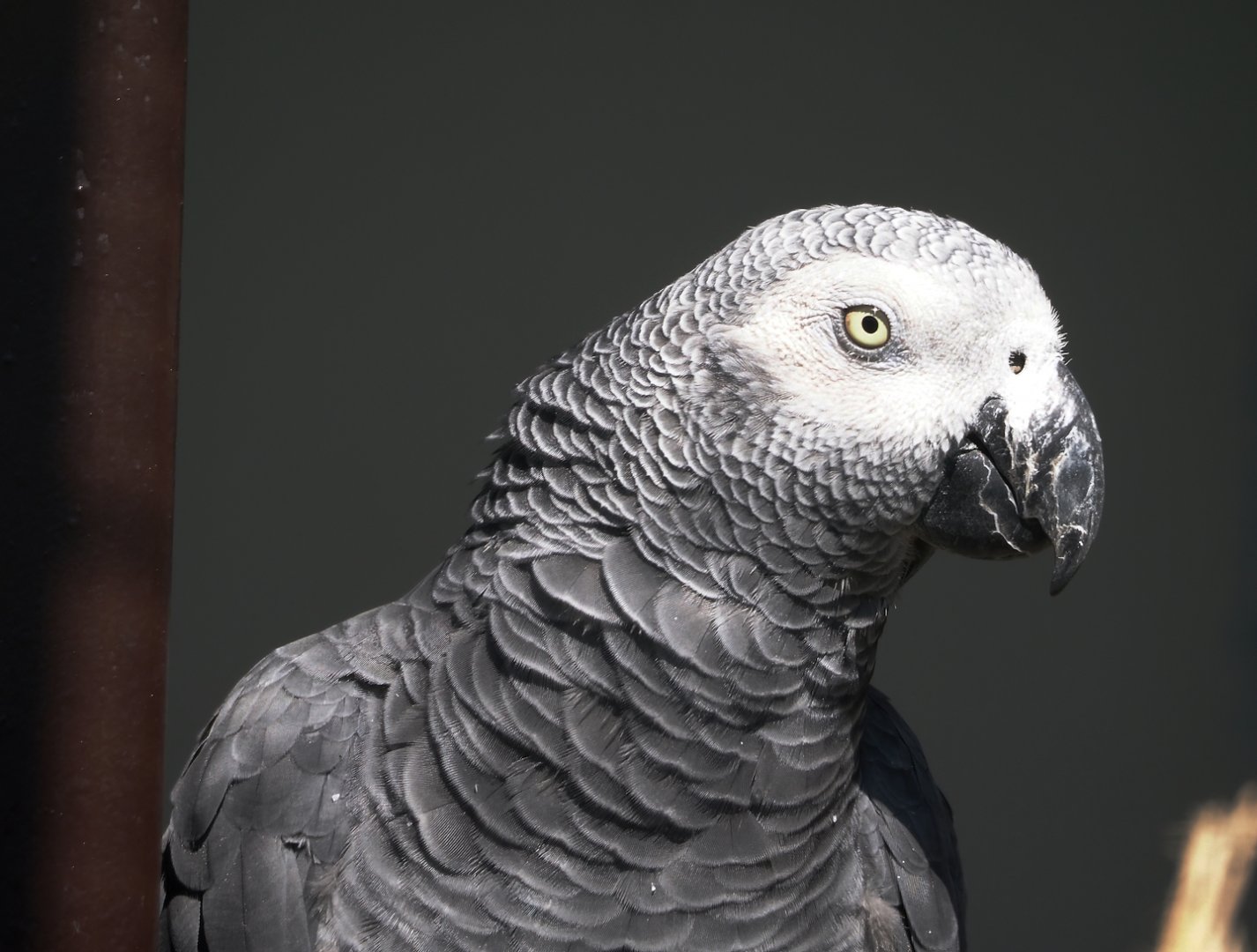 Congo African grey parrot (Psittacus erithacus), 2024-05-23
