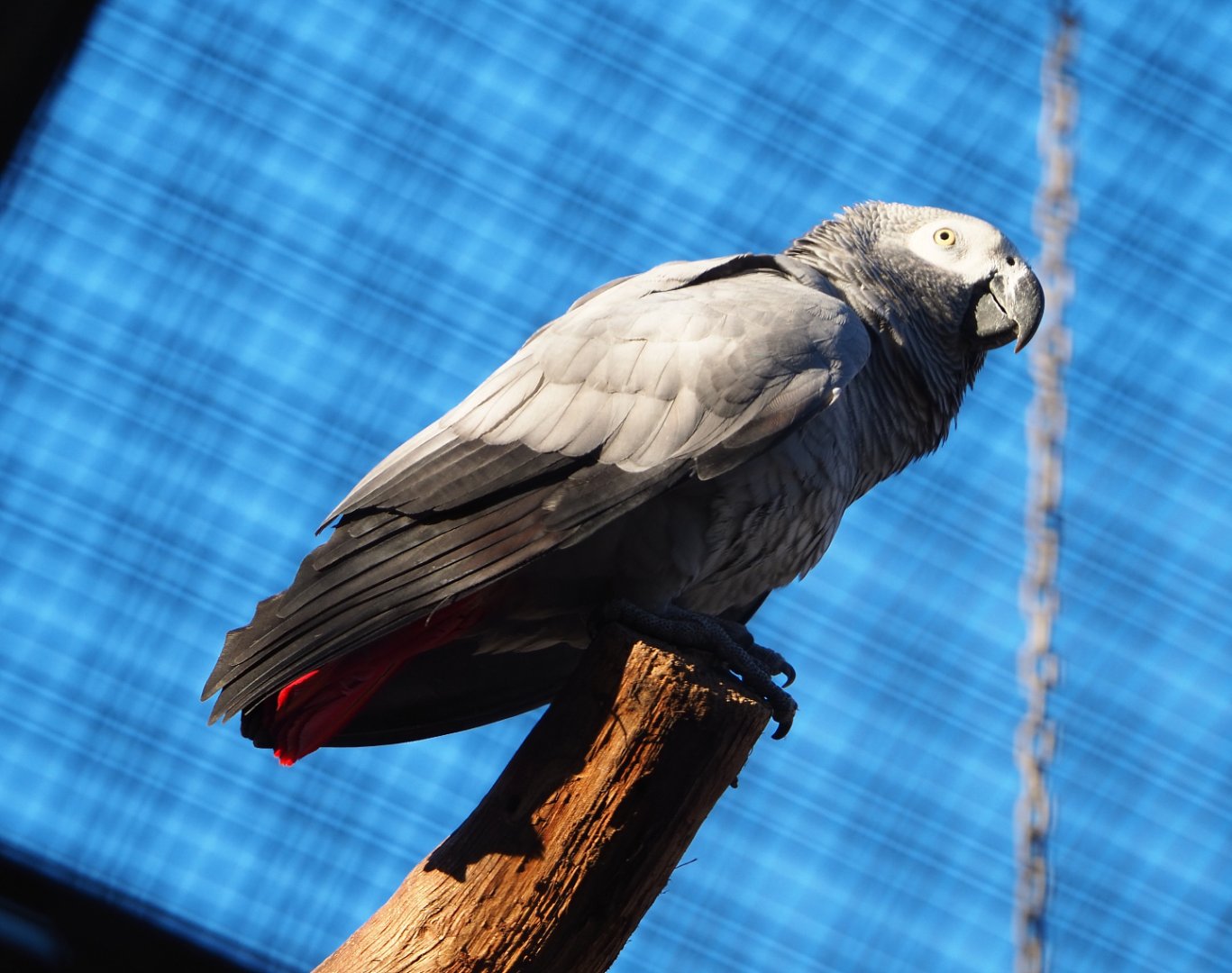 Congo African grey parrot (Psittacus erithacus erithacus), 2019-12-30