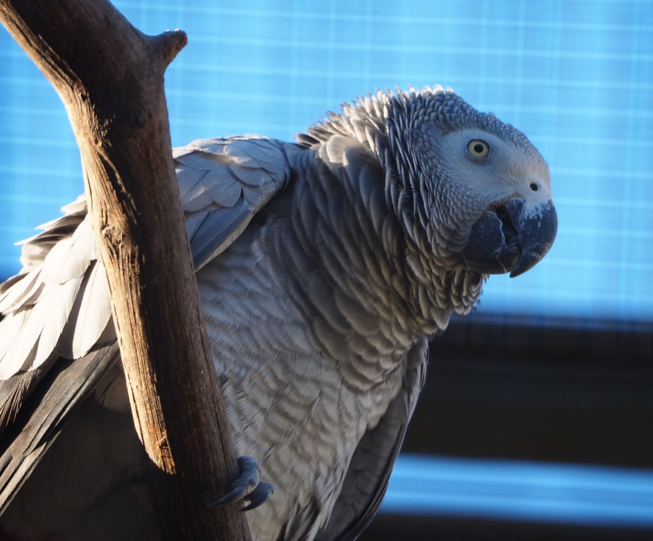 Congo African grey parrot (Psittacus erithacus erithacus), 2019-12-30