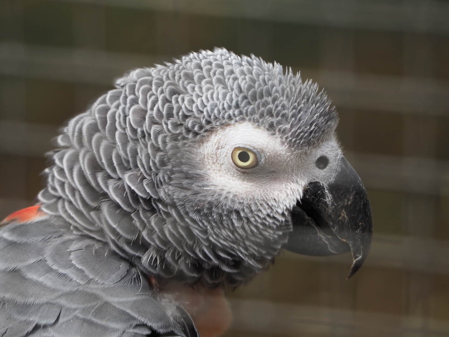 Congo African grey parrot (Psittacus erithacus erithacus), 2020-06-20