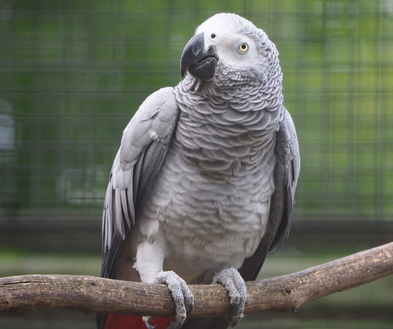 Congo African grey parrot (Psittacus erithacus erithacus), 2020-06-28