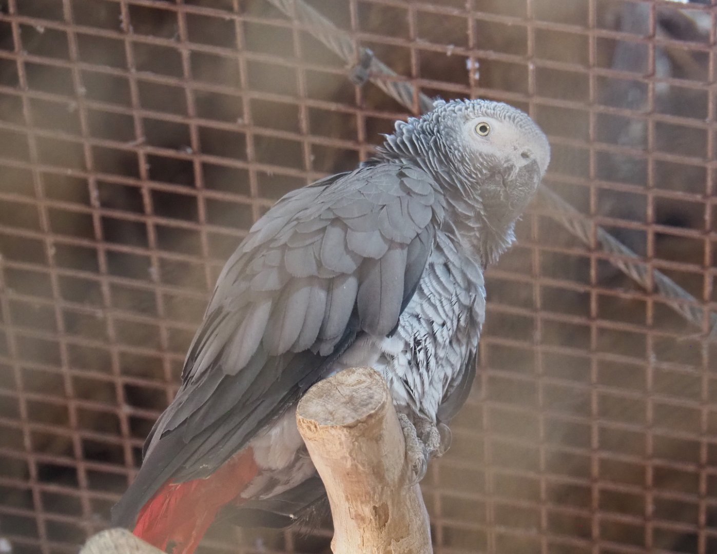 Congo African grey parrot (Psittacus erithacus erithacus), 2020-09-02