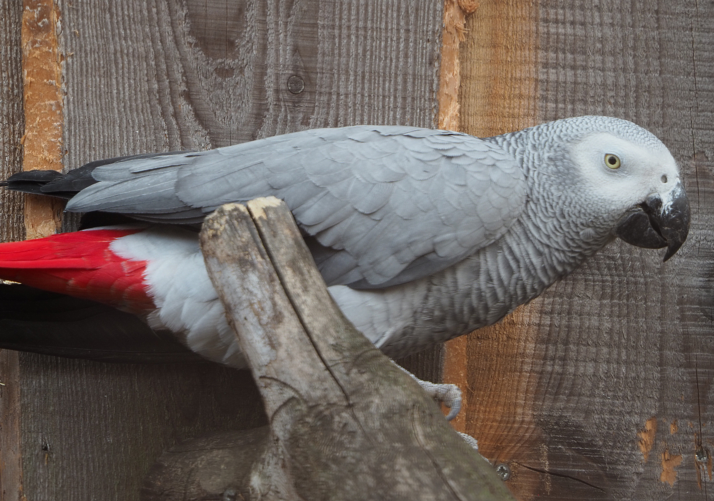 Congo African grey parrot (Psittacus erithacus erithacus), 2020-09-12