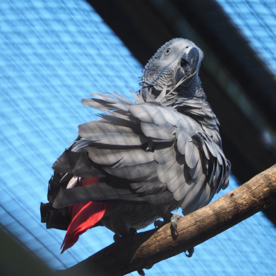 Congo African grey parrot (Psittacus erithacus erithacus), 2020-09-20