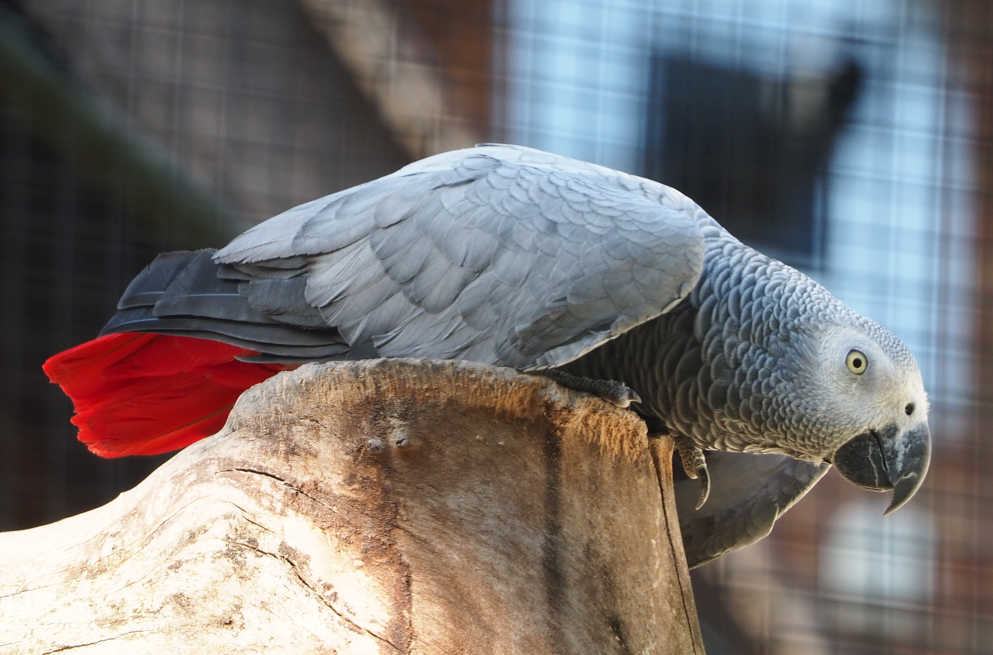 Congo African grey parrot (Psittacus erithacus erithacus), 2020-09-20