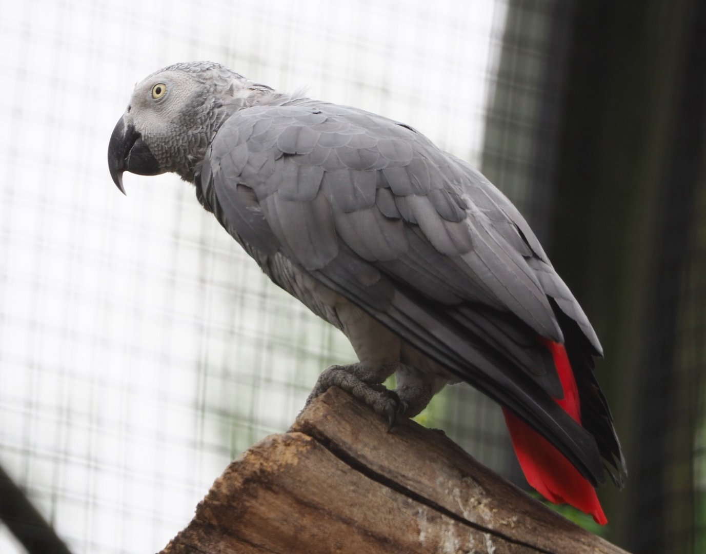 Congo African grey parrot  (Psittacus erithacus erithacus), 2021-06-12