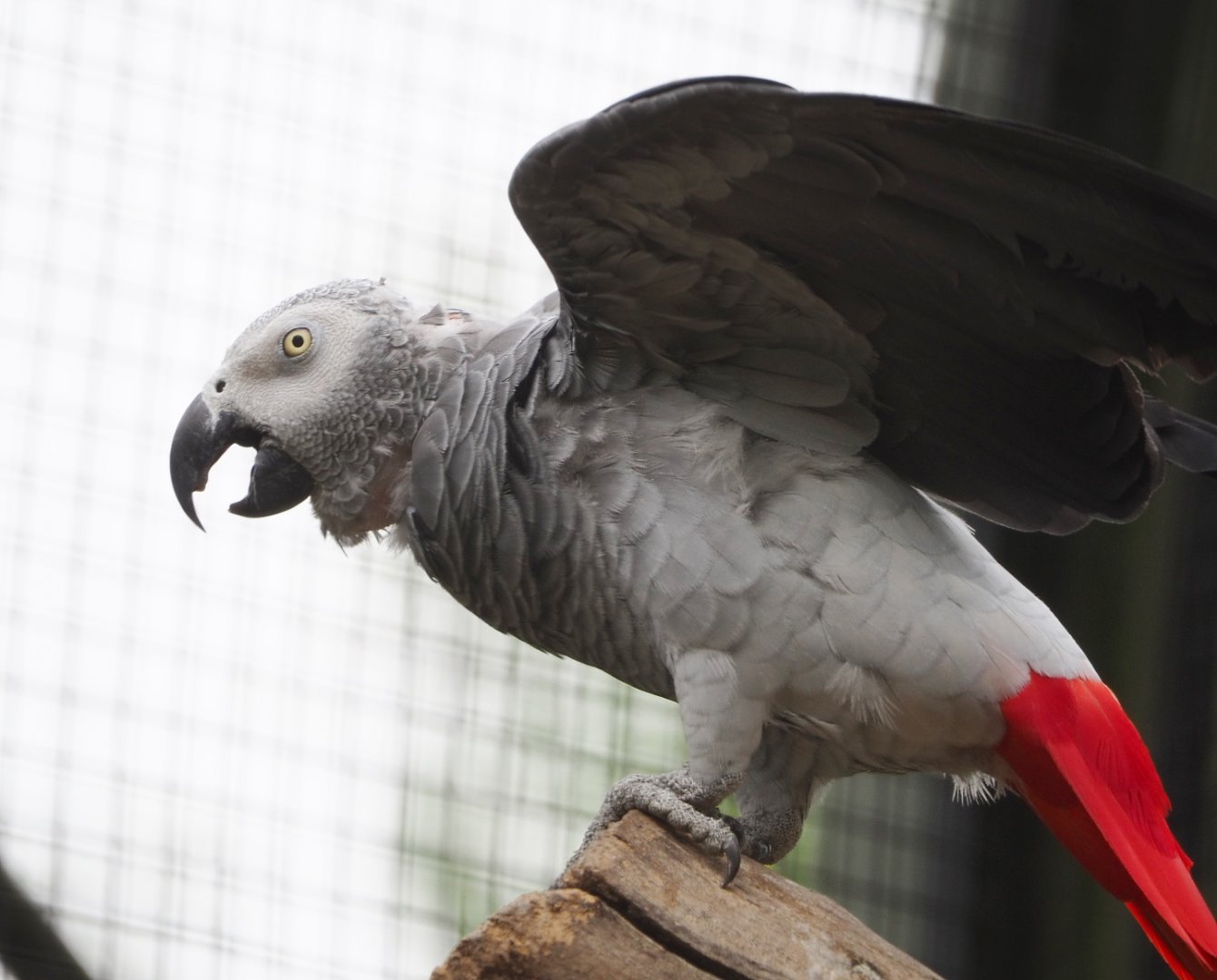Congo African grey parrot  (Psittacus erithacus erithacus), 2021-06-12