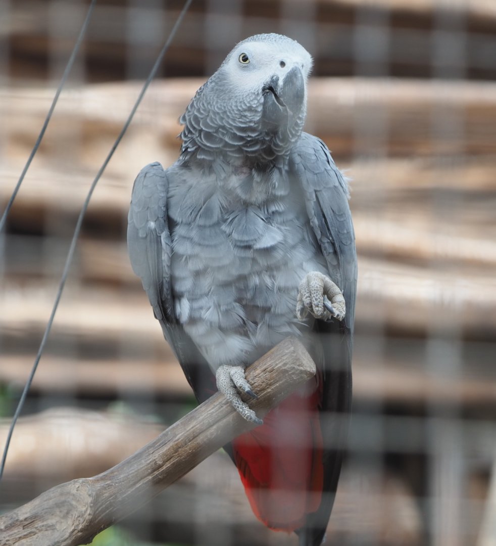 Congo African grey parrot (Psittacus erithacus erithacus), 2021-06-15