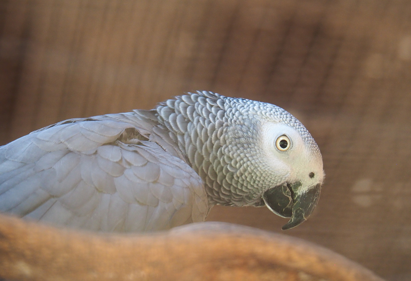 Congo African grey parrot (Psittacus erithacus erithacus), 2021-09-02