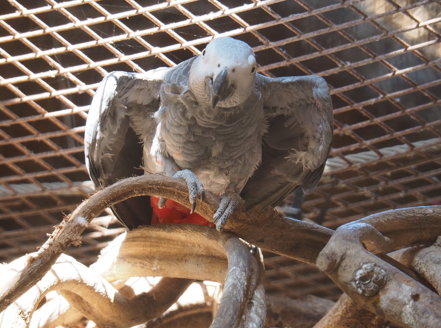 Congo African grey parrot (Psittacus erithacus erithacus), 2021-09-02