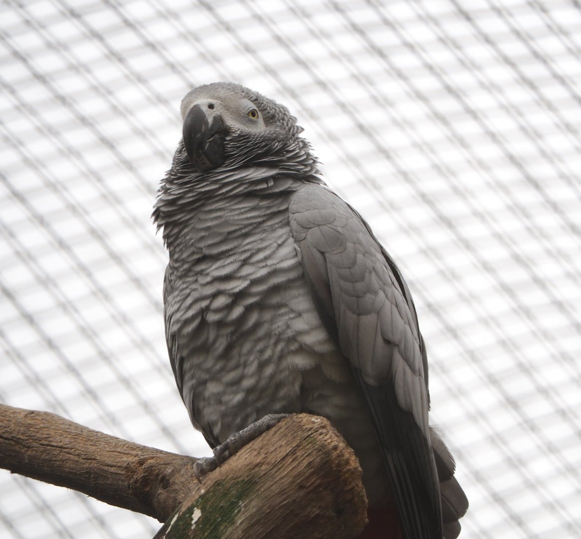 Congo African grey parrot (Psittacus erithacus erithacus), 2022-03-16