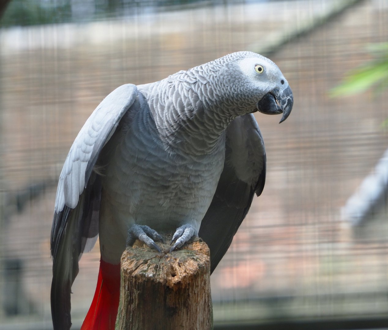 Congo African grey parrot (Psittacus erithacus erithacus), 2022-05-26