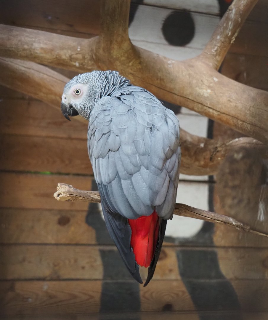 Congo African grey parrot (Psittacus erithacus erithacus), 2022-06-28
