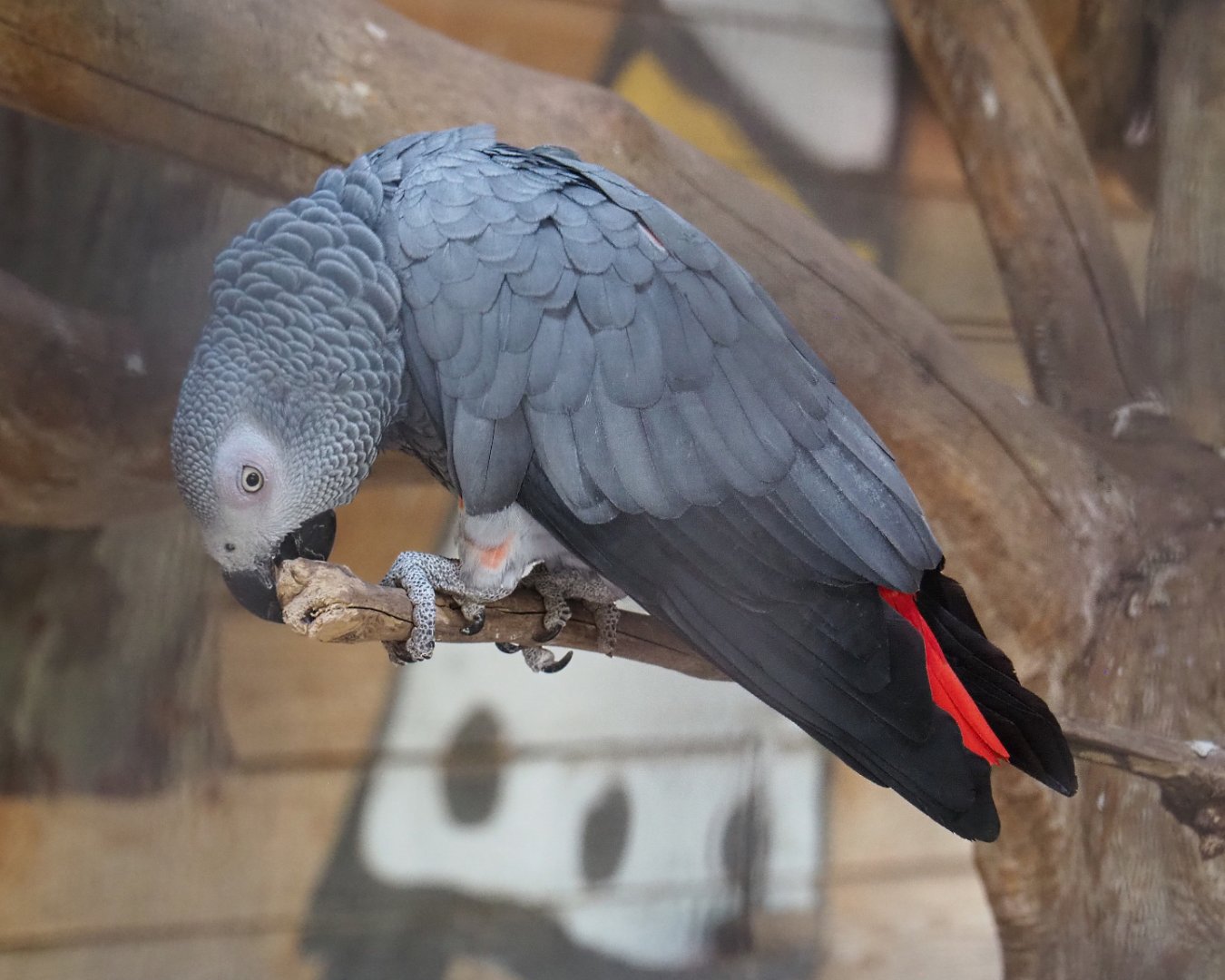 Congo African grey parrot (Psittacus erithacus erithacus), 2022-06-28