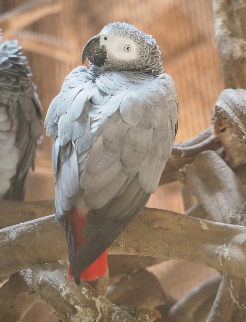 Congo African grey parrot (Psittacus erithacus erithacus), 2022-09-15