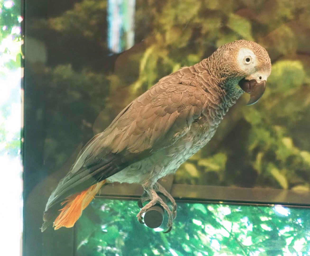 Congo African grey parrot (Psittacus erithacus) specimen, 2021-10-20