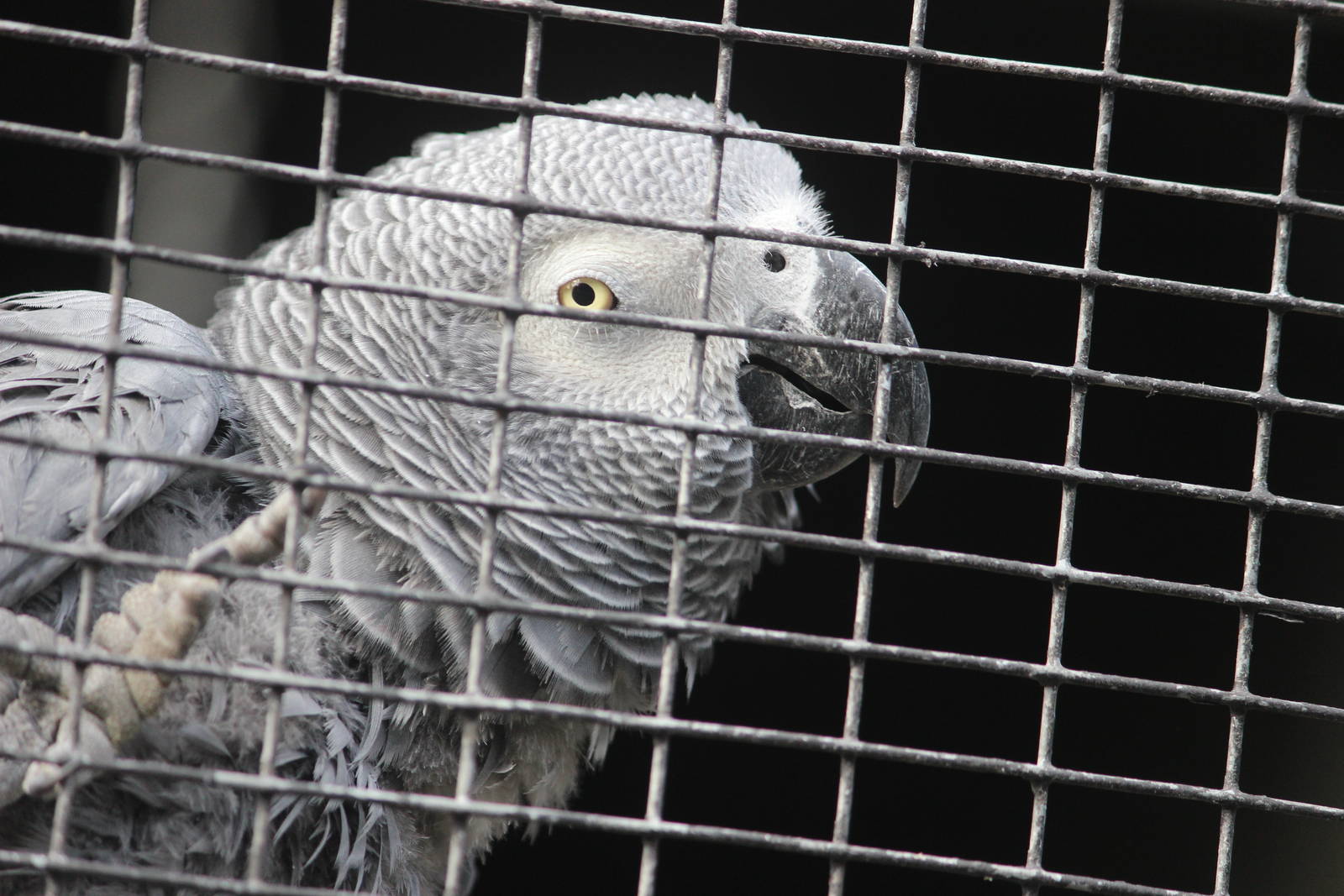 'Congo' African Grey Parrot, Rainbow Springs