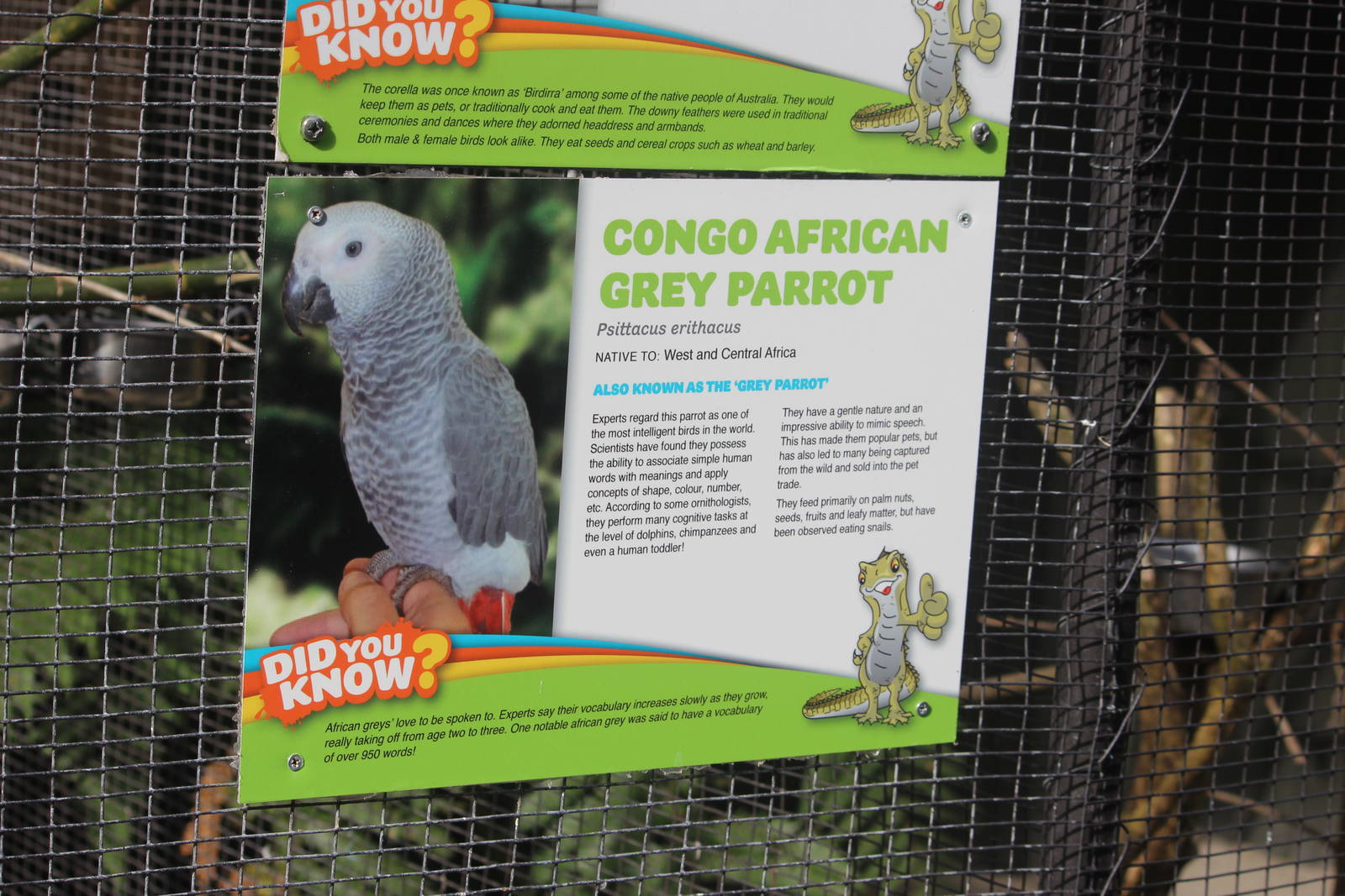 'Congo' African Grey Parrot signwork, Rainbow Springs