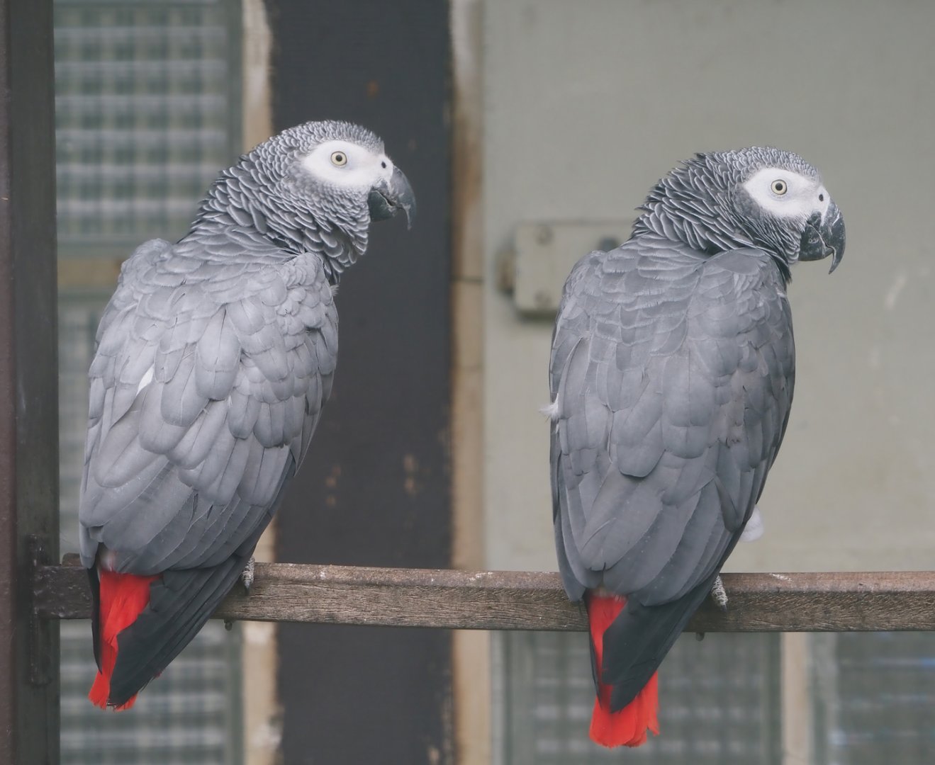Congo African grey parrots (Psittacus erithacus), 2024-05-22
