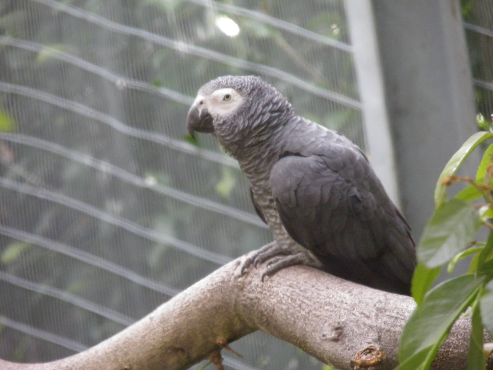 Congo African Grey