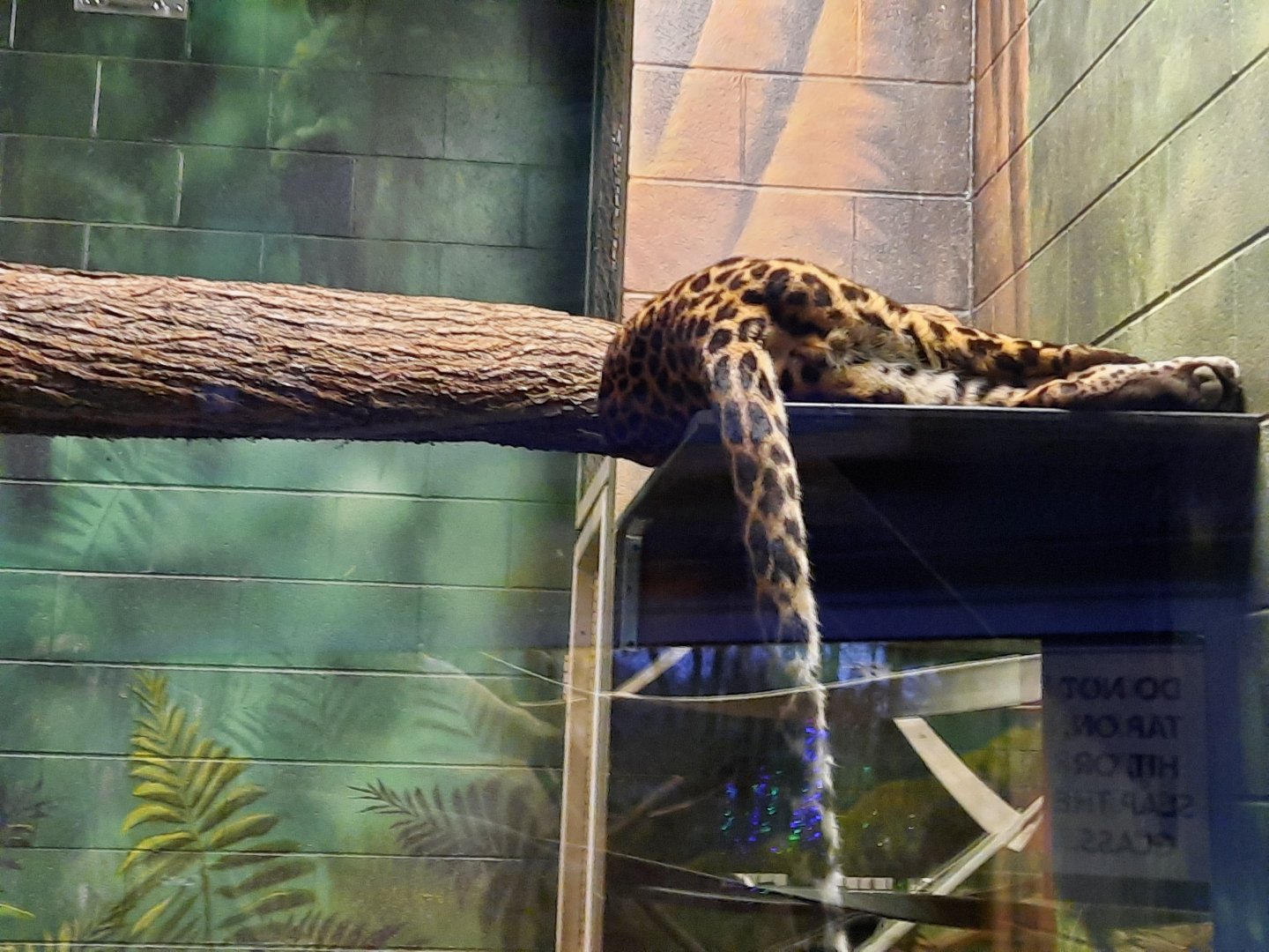 Congo - African Leopard 1