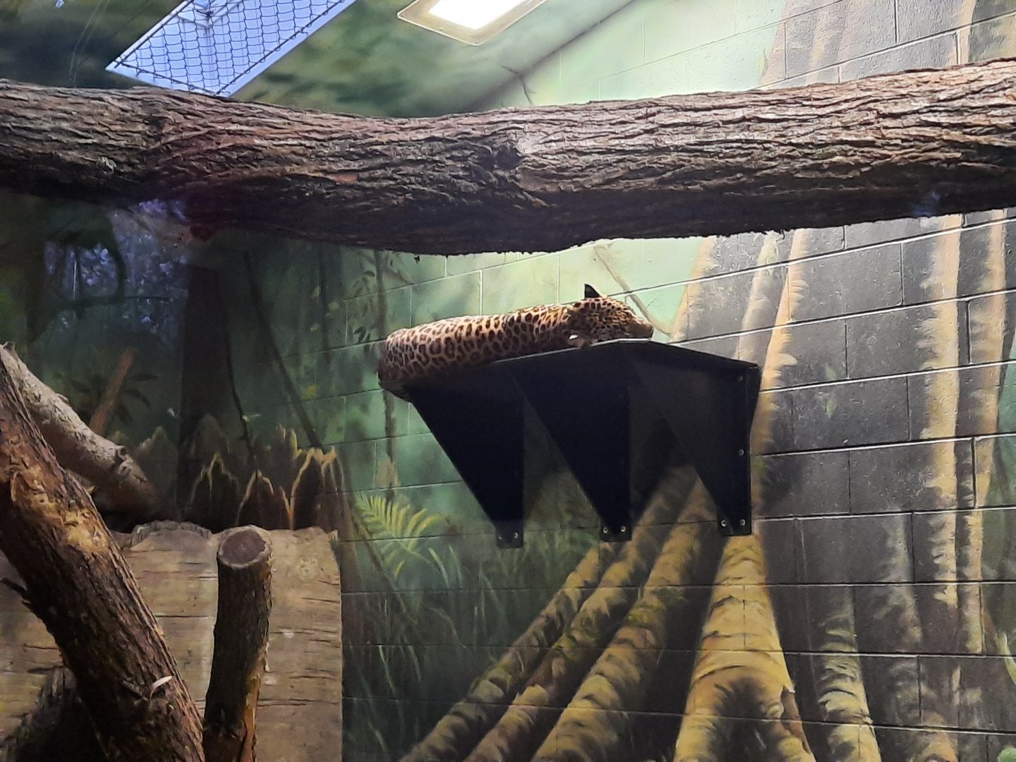 Congo - African Leopard 2