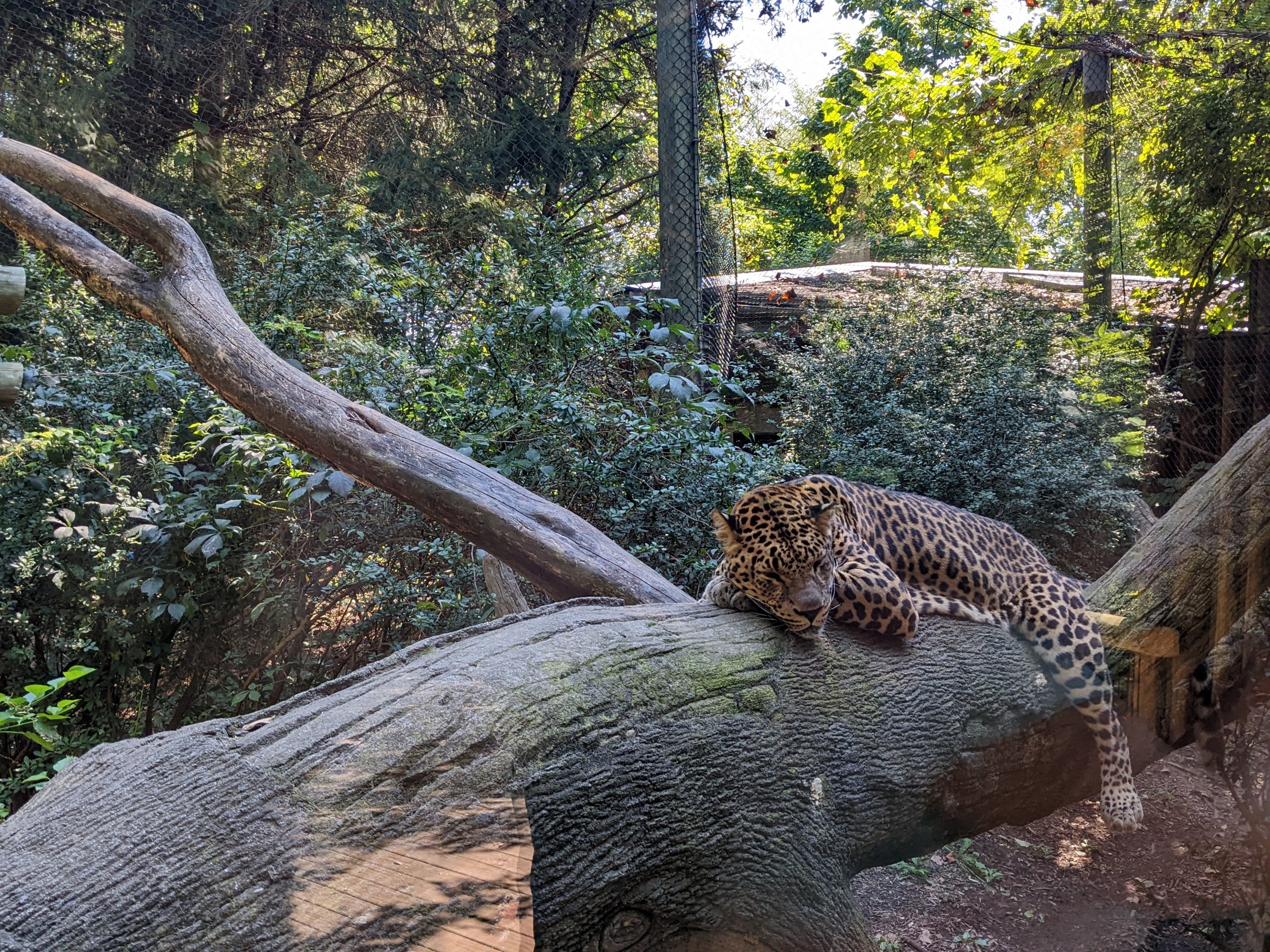 Congo - African Leopard