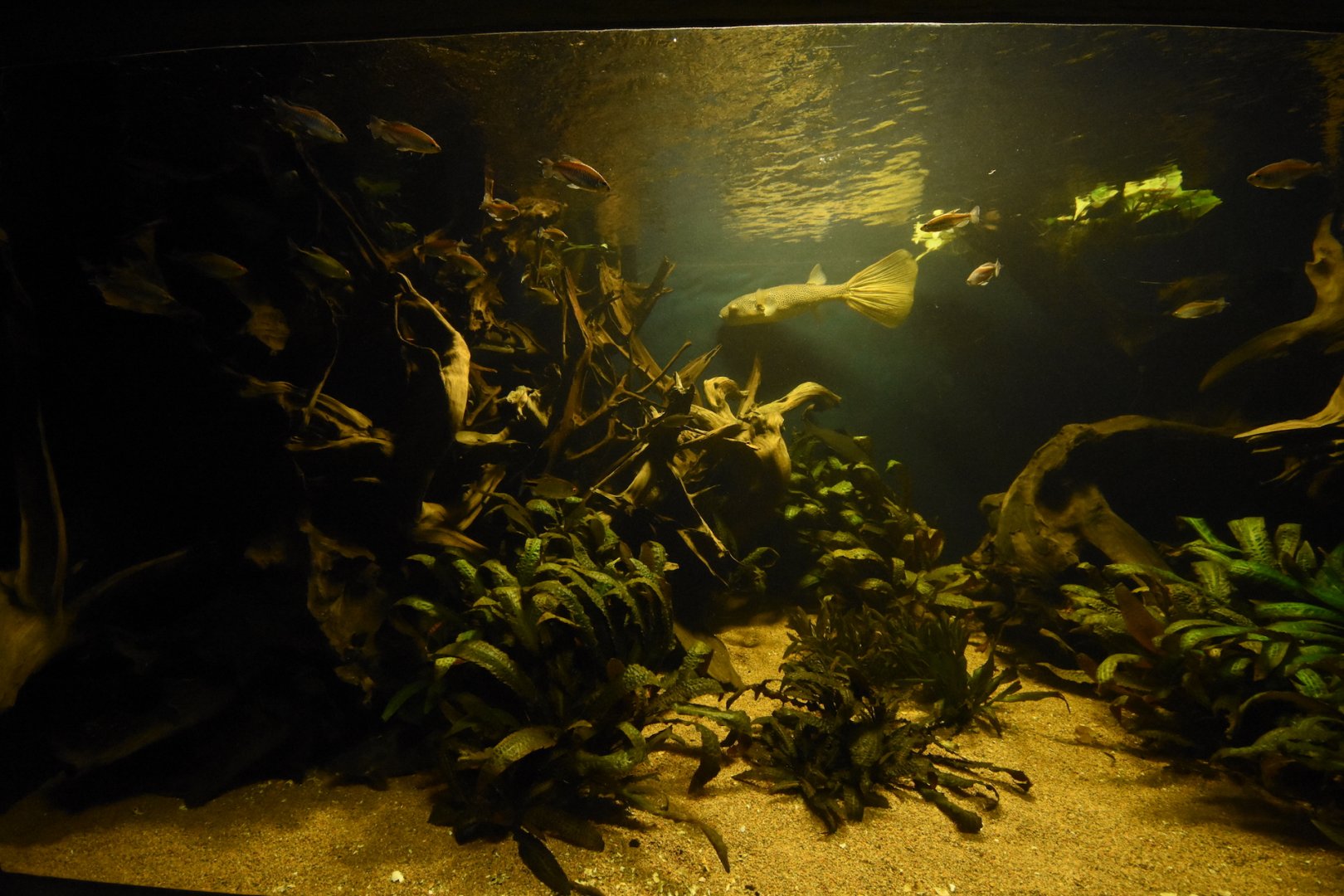 Congo aquarium