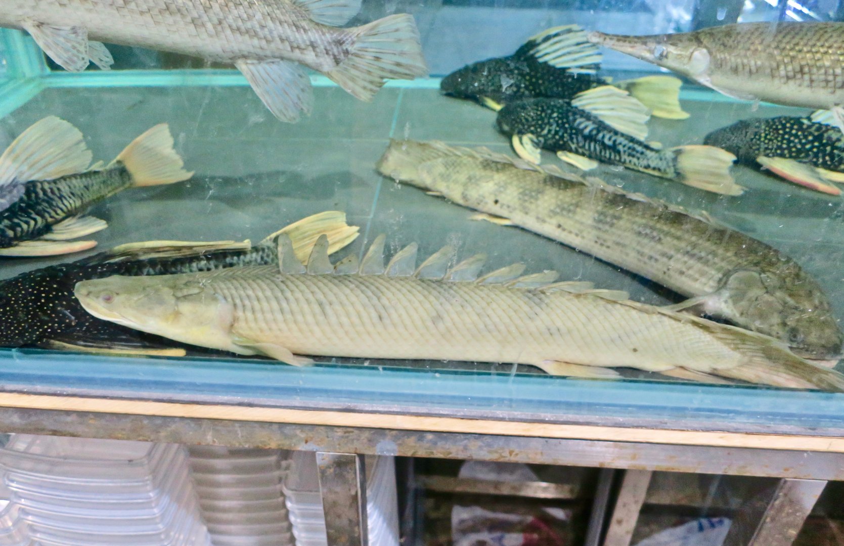 Congo Bichir (Polypterus congicus)