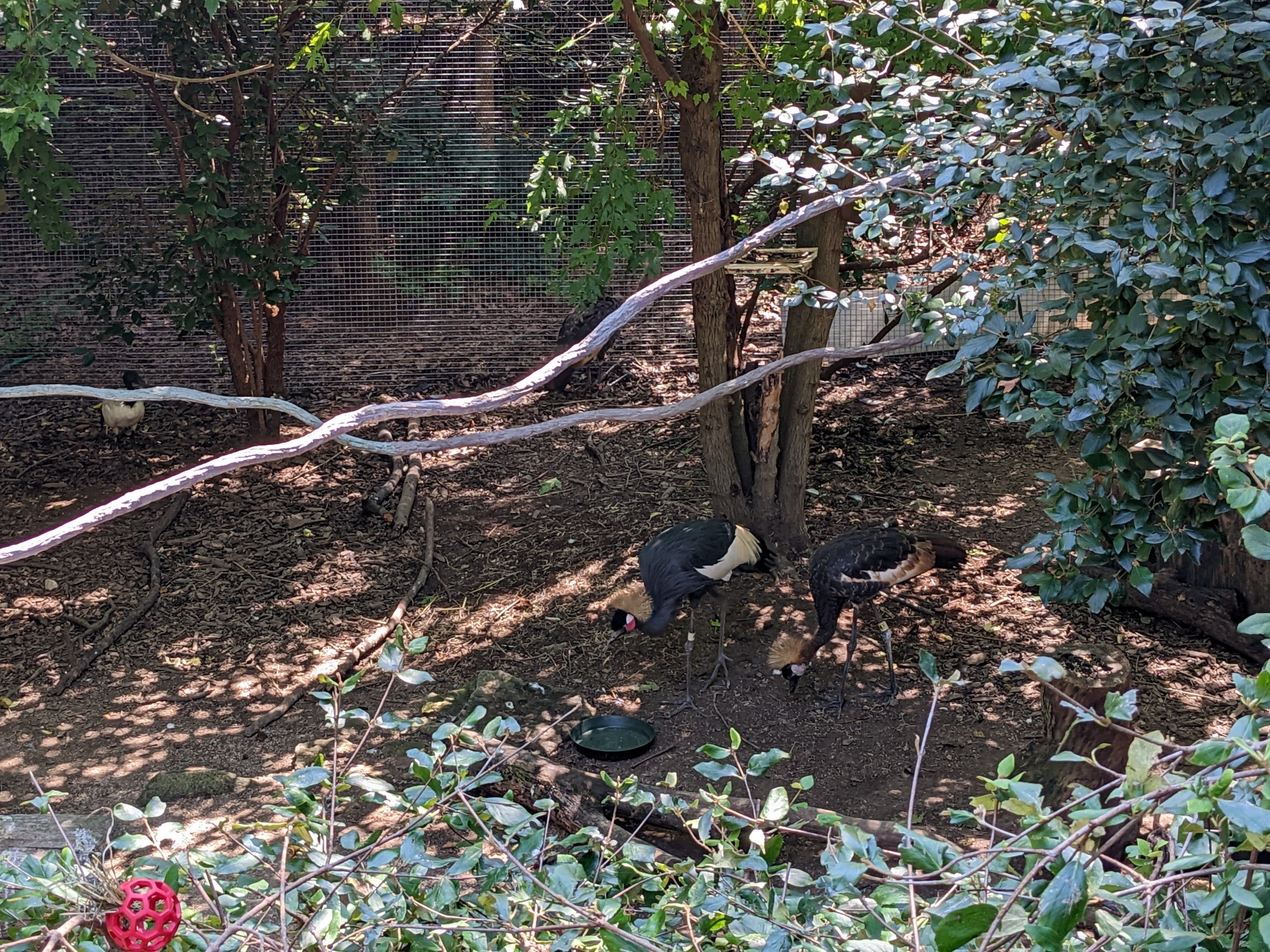 Congo - black crowned cranes
