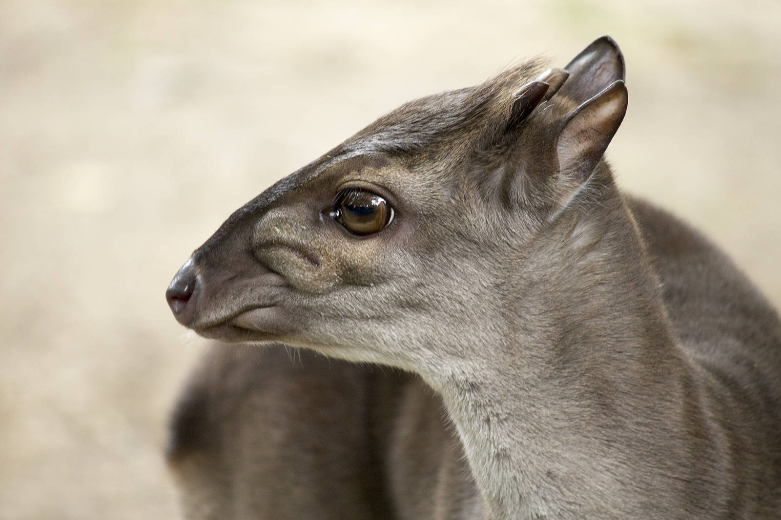 Congo blue duiker, 8/11/14