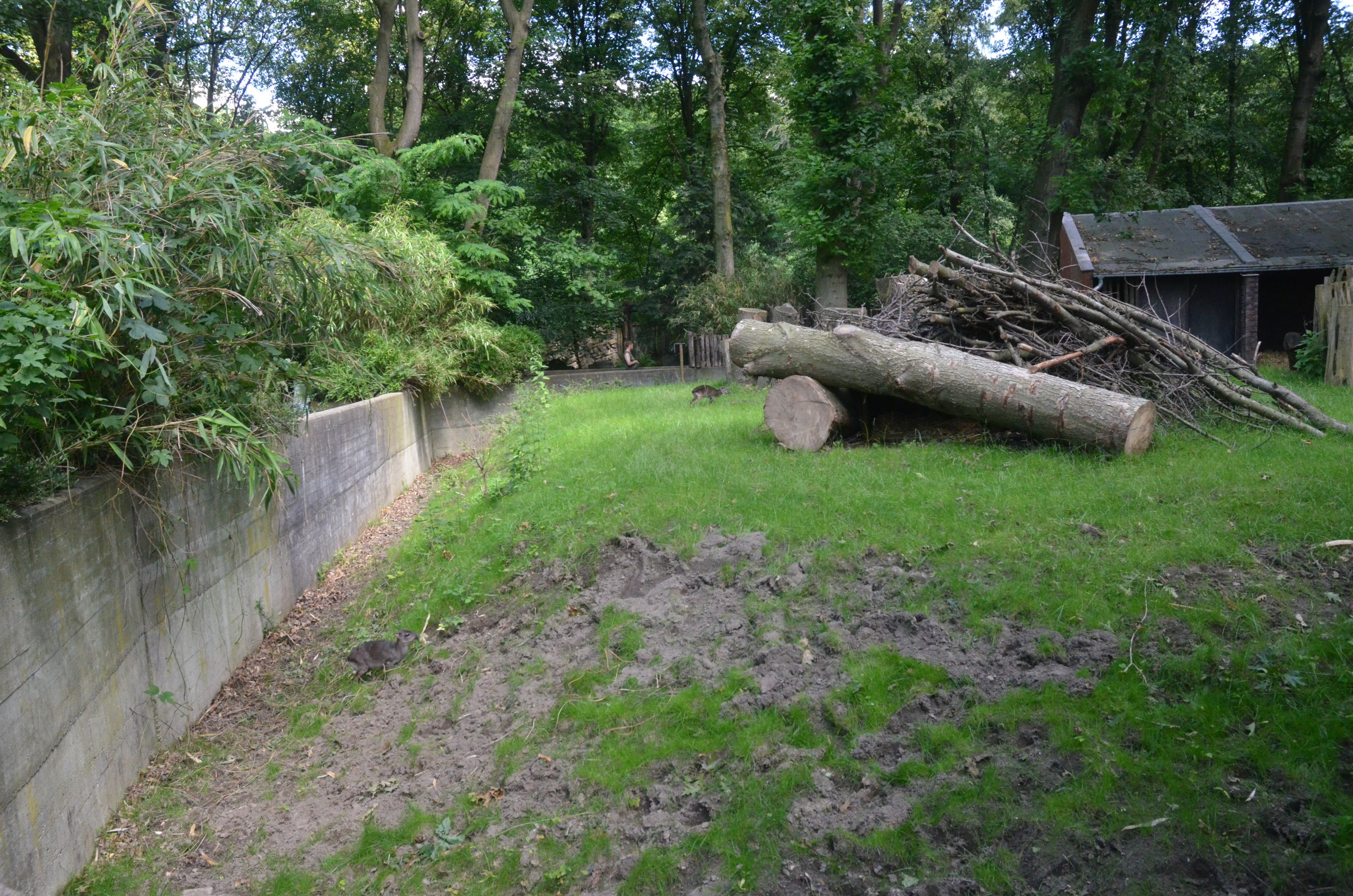Congo Blue Duiker and Bongo Enclosure at Duisburg, 17/06/19