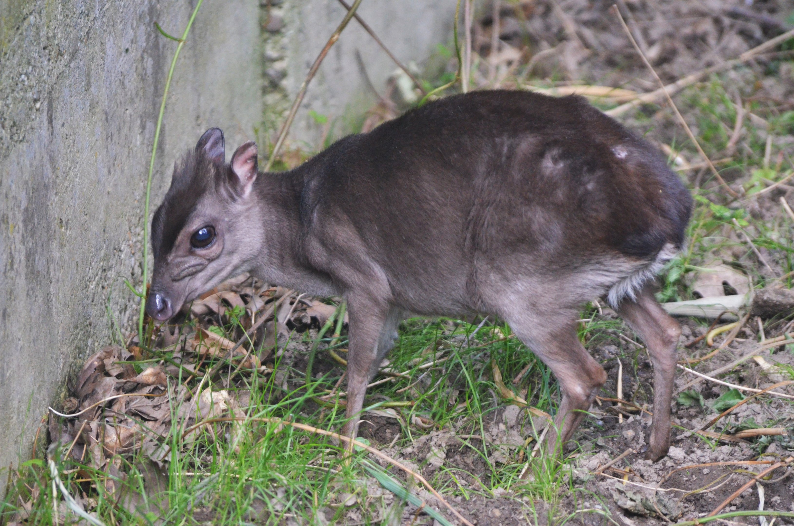 Congo Blue Duiker at Duisburg, 17/06/19