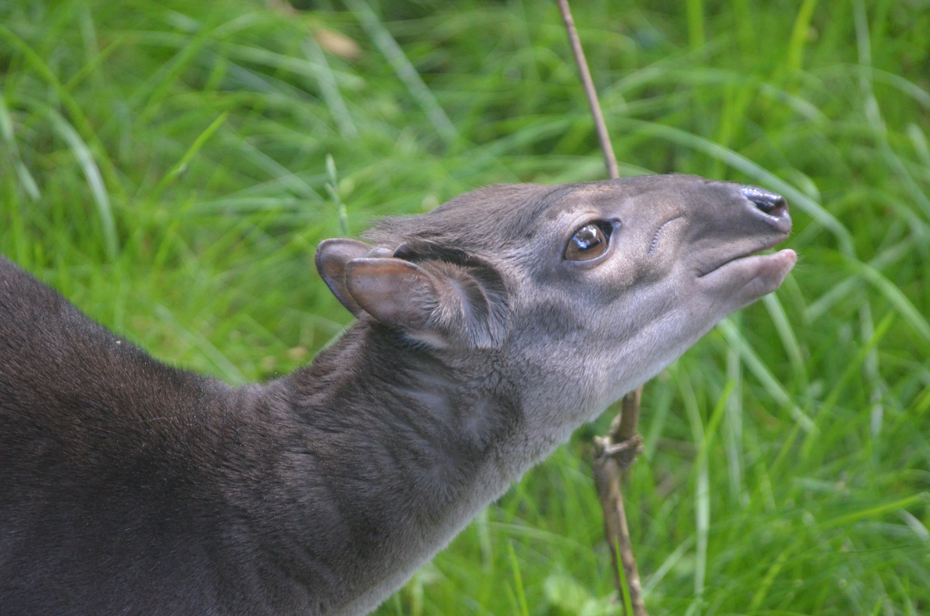 Congo Blue Duiker at Duisburg, 17/06/19