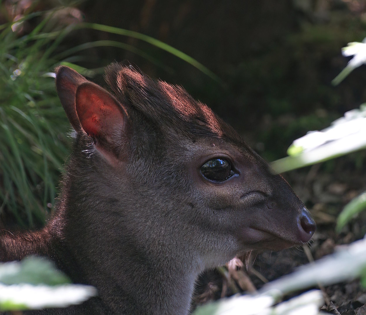 Congo blue duiker (Philantomba monticola congica), 2008-07-22