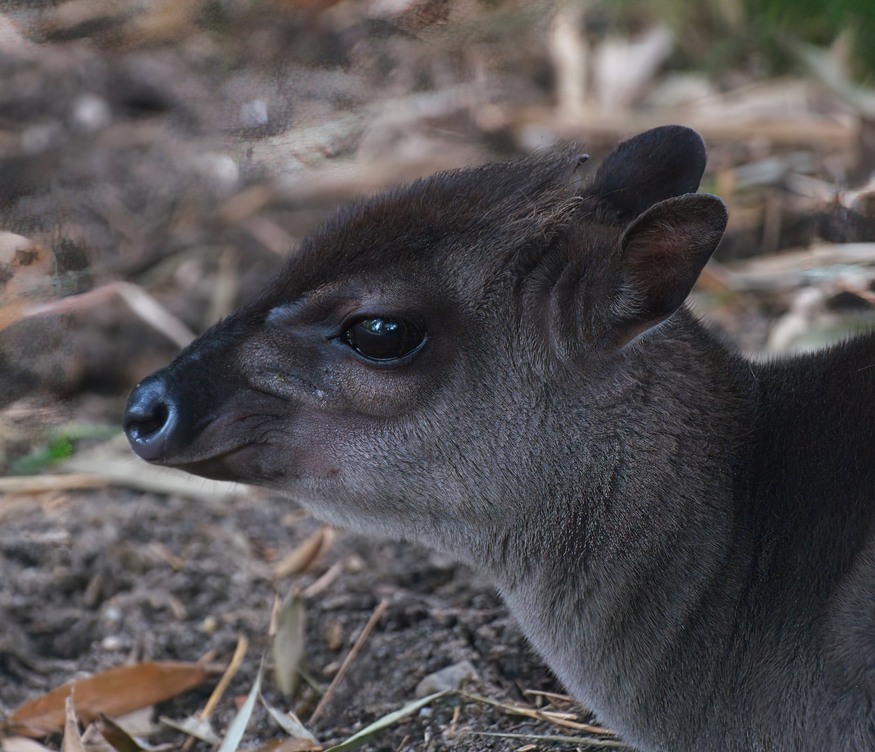 Congo blue duiker (Philantomba monticola congica), 2008-07-22