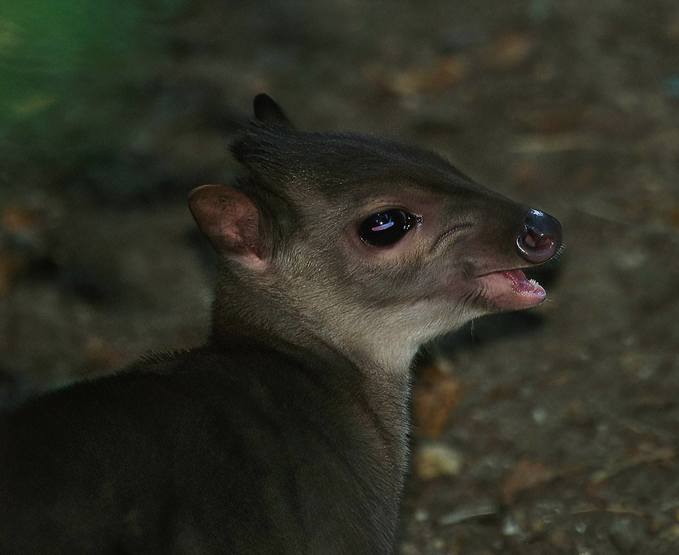 Congo blue duiker (Philantomba monticola congica), 2013-09-29