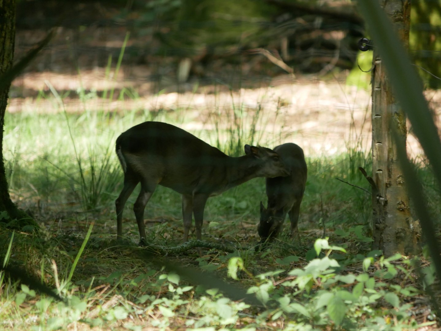 Congo blue duiker (Philantomba monticola congica)