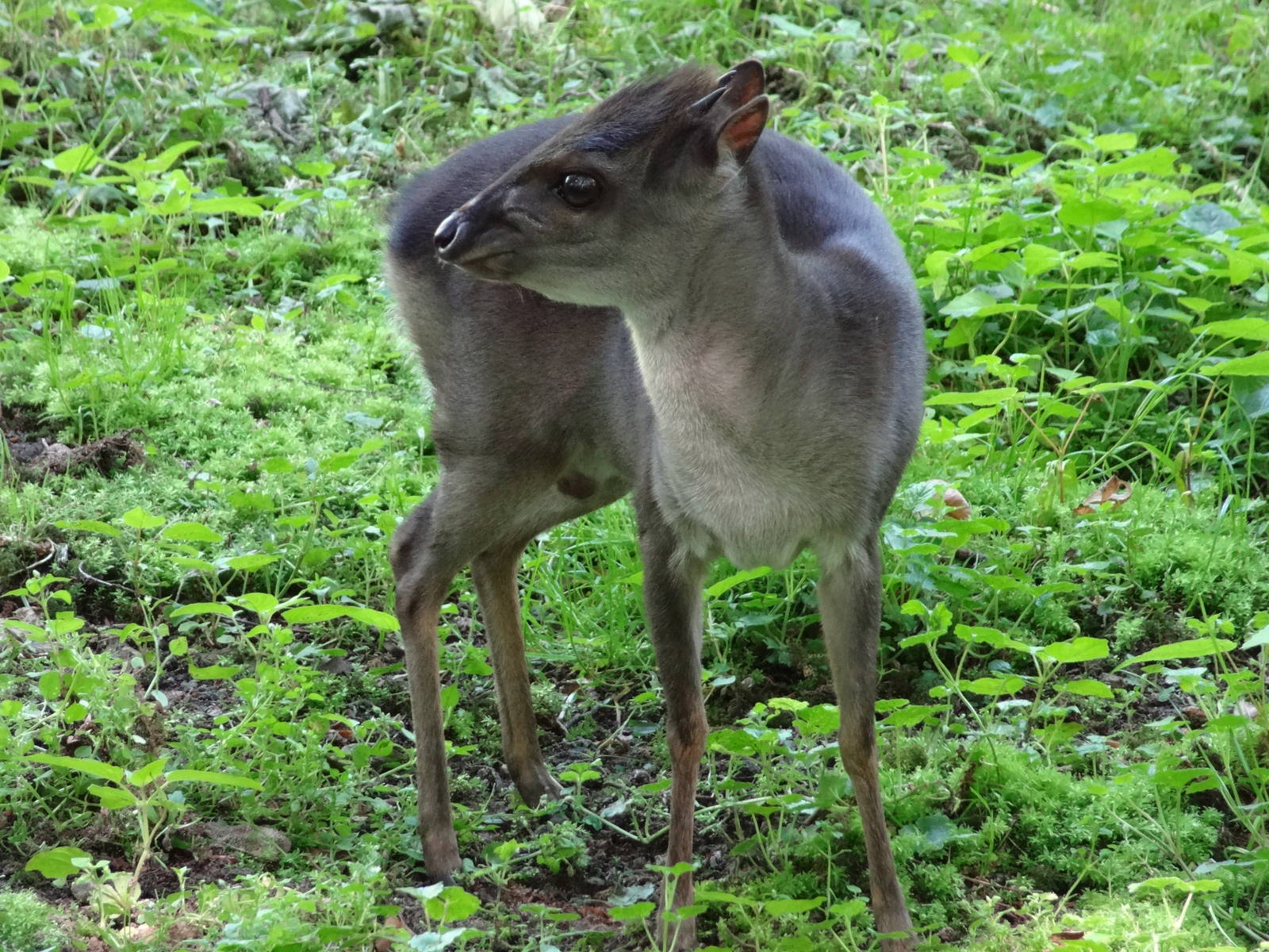 Congo blue duiker