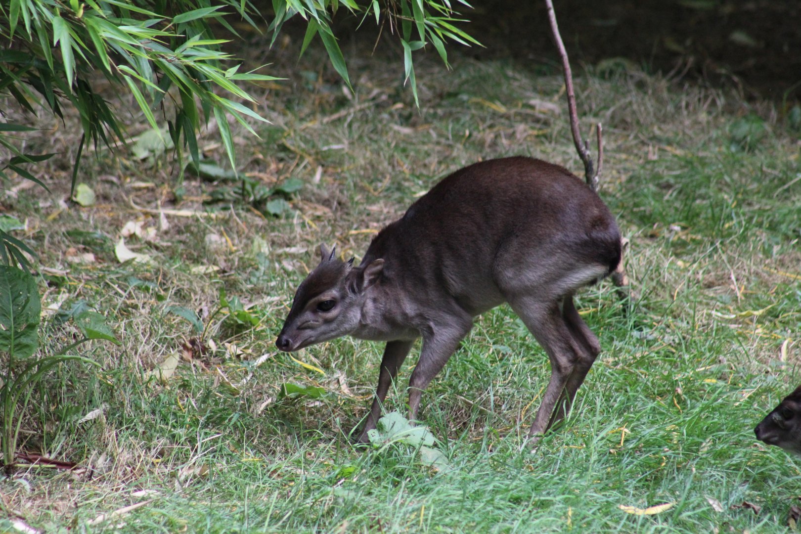 Congo Blue Duiker
