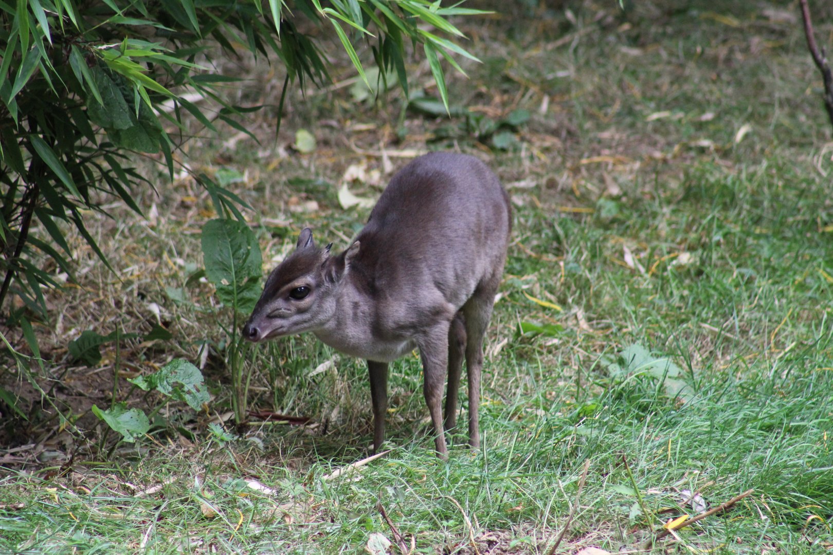 Congo Blue Duiker