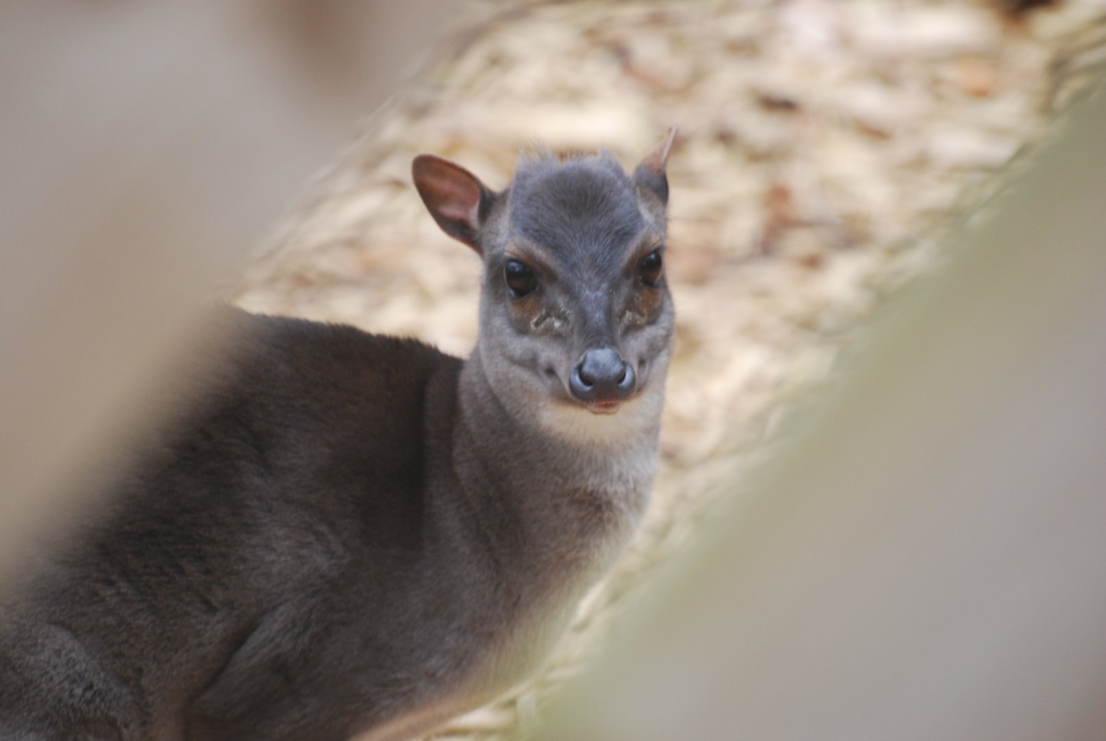 Congo blue duiker