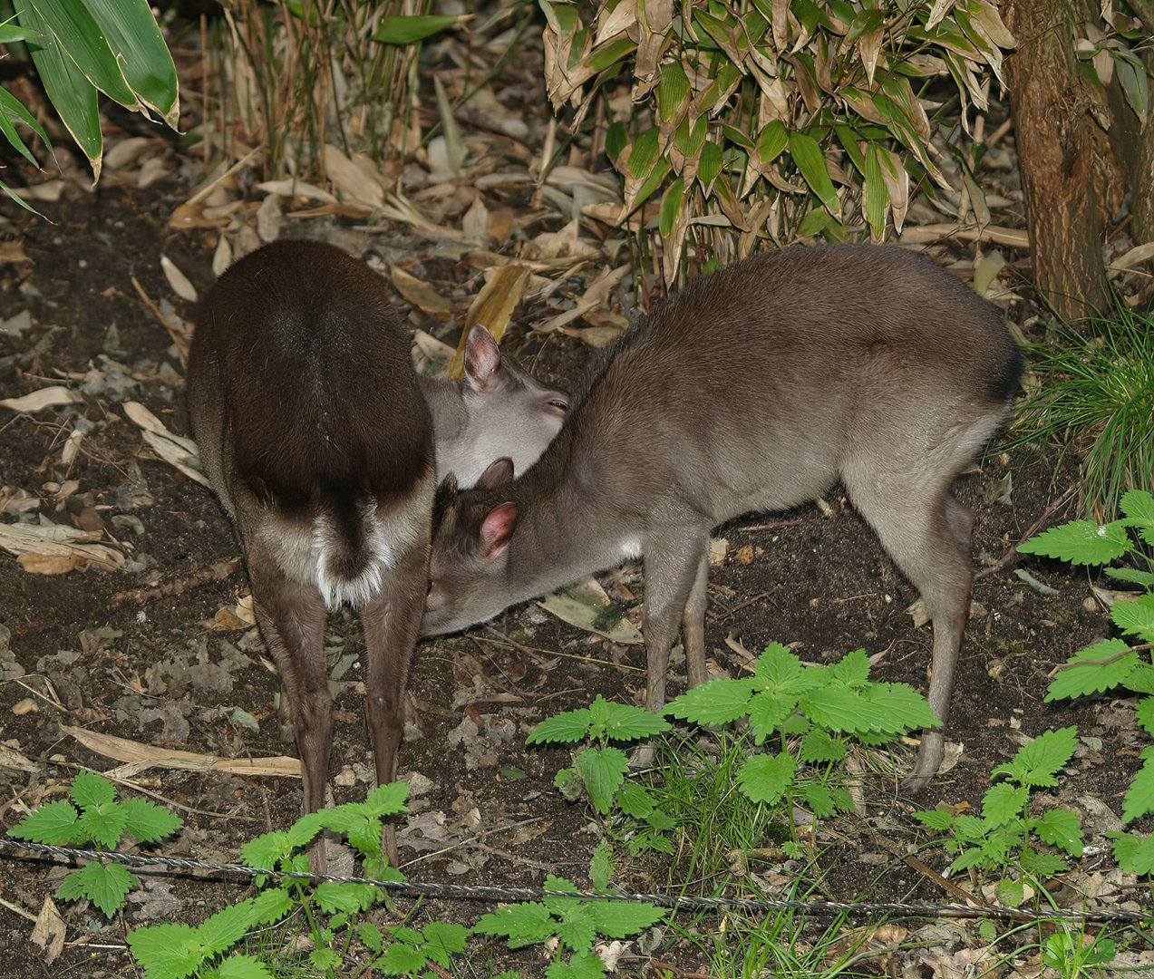 Congo blue duikers (Philantomba monticola congica), 2008-07-22